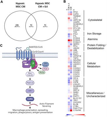 Identification of a novel, MSC-induced macrophage subtype via single-cell sequencing: implications for intervertebral disc degeneration therapy